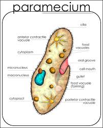 Paramecium Diagram Labeled Printable Diagram Diagram Bug Art Print