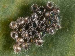 Image result for Aizoon schellenbergii