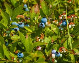 Image result for Vaccinium madagascariense