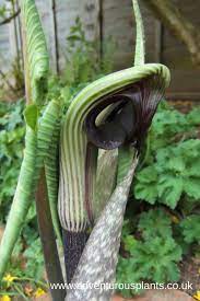 Arisaema ringens is a perennial growing to 0.3 m (1ft) by 0.3 m (1ft in). Arisaema Ringens Adventurous Plants