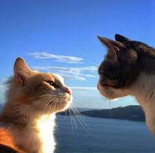 yeni bir seyler soyle bana ne olur yeni bir seyler kursun akti kulaklarima hep ayni sozleri ayni sesleri duymaktan belirsizlik guze animals cats pets