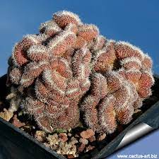 It is native to northern and southern mexico, and is cultivated as an ornamental plant. Mammillaria Compressa Cv Yokan