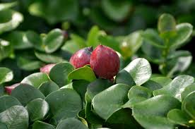 Image result for Carissa tetramera