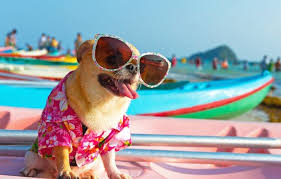 250 Best Chihuahua Names For Your Tiny And Adorable Chi
