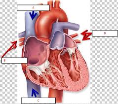 These are also a number of other organs that work together with these vital. Anatomy Of The Heart Chart Human Body Diagram Png Clipart Abdomen Anatomy Anatomy Of The Heart