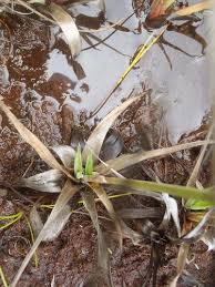Image result for Juncus lomatophyllus