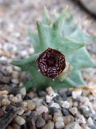 Image result for Orbea carnosa