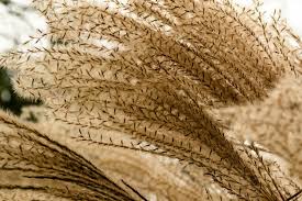 1921 brannte der böögg bereits um halb zwei uhr. Graser Fur Kubel Diese Arten Von Ziergras Eignen Sich Focus De