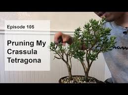 Image result for Crassula sarcocaulis