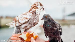 Namun bagaimana jika makanan yang katanya sehat, namun ternyata bisa berbahaya untuk tubuh? Bocor Cara Sukses Berternak Burung Merpati Dari Master Hewanpedia