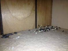 Request your free home estimate. 7 The Bug S End Ideas Longview Pest Control Bugs
