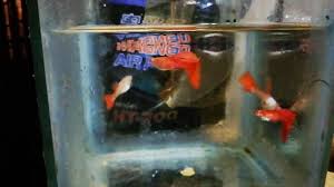 Want to learn about different types of betta fish? Fish Lovers Posts Facebook
