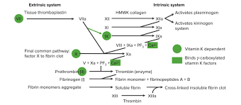 Image result for Anticoagulation Pathway