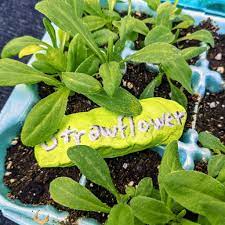 Growing Strawflower From Seeds Everlasting Flower Bunny S Garden
