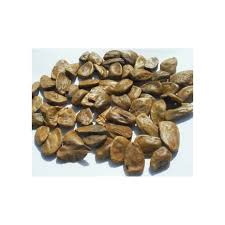 Image result for Picralima