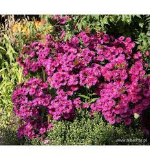 Image result for Asters `Jenny
