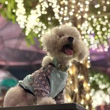 Happy Easter everypawdy! I may not be an easter bunny but mama decide I  should be an Easter bailey 🙄