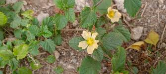 Image result for Sida urens