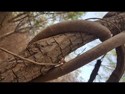Image result for Tacazzea apiculata