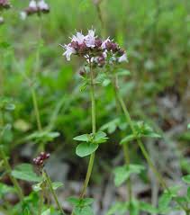 Image result for Origanum