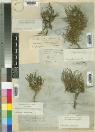 Image result for Geigeria africana