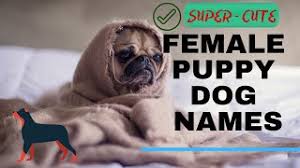 Check spelling or type a new query. 21 Female Dog Names 2020 Get A Cute Pet Name For Your Dog Youtube