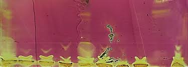 Image result for Cordia grandicalyx