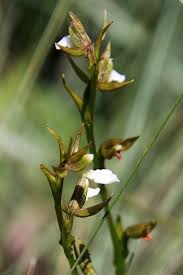 Image result for Neobolusia