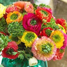 Ranunculus Bulbs Super Green Mix Spring Flower Bulbs Eden Brothers Spring Plants Bulb Flowers Fall Plants