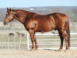 Pin On Horsemans-horses