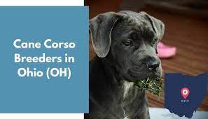 Adorable & beautiful cane corso puppies! 8 Cane Corso Breeders In Ohio Oh Cane Corso Puppies For Sale Animalfate