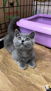 Satilik British Shorthair Panosundaki Pin