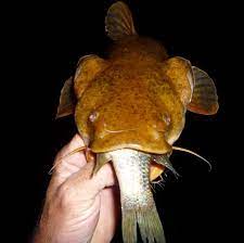 Catching Catfish With Live Bait Catsandcarp Com