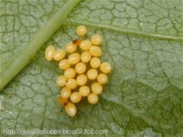 バラの葉の裏にオレンジ色の卵発見 シアトル園芸ライフ The Life Of A Seattle Garden