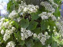 Image result for Mikaniopsis