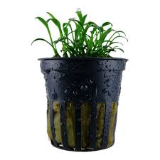 Posted on январь 6, 2016 | leave a comment. Cryptocoryne Parva Tropica Aquarium Plants