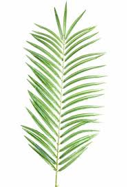 Fausse Feuille De Palmier Palme De Phoenix Palmiers Artificiels Palm Leaf Art Botanical Gallery Wall Flower Painting