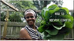 Maybe you would like to learn more about one of these? Harvesting Collards Youtube