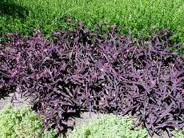 Image result for Tradescantia pallida