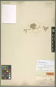 Image result for Cleome schimperi