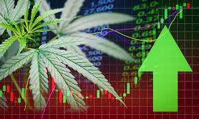 Why Marijuana Stocks Aurora Cannabis Canopy Growth Cronos