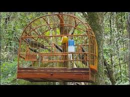 Canto De Trinca Ferro No Mato Trinca Ferro Cantando No Mato E Disputando Com Solto Que Canta 5 Notas Espetacular Youtube Em 2020 Trinco