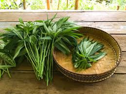 Manihot esculenta) ialah tumbuhan tropika dan subtropika dari famili euphorbiaceae yang terkenal sebagai sumber utama karbohidrat dan daunnya sebagai sayuran. Dukun Kebun Pucuk Ubi Pulut Pucuk Ubi Kayu Yang Facebook