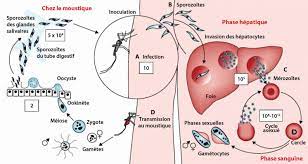 Robert ménard, responsable de l'unité de biologie et génétique du paludisme de l'institut pasteur explique ce qu'est le paludisme, son mode de transmission, ses symptômes. Epidemiologie Et Cycle Parasitaire D Un Fleau Mondial Le Paludisme Sciencedirect