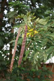 Image result for Senna siamea