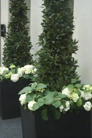Window Box Ideas Window Box Style Elegant White And Green Box Elegant Green Ideas Style White Window Hortensien Garten Bepflanzung Garten