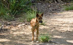 Plante aquatique primitive mots crois?s. Existe T Il Des Races De Chiens Sauvages Non Domestiques