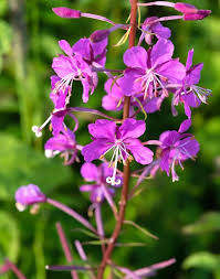 Image result for Ocimum angustifolium