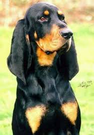 Black And Tan Coonhound Puppies For Sale In Ky Pin On Dogs And Puppies