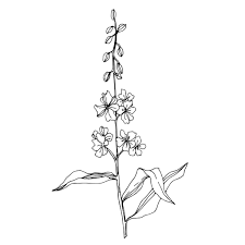 Download 29,767 ink drawing flowers stock illustrations, vectors & clipart for free or amazingly low rates! Vector Wildflower Floral Botanical Flowers Wild Spring Leaf Wildflower Isolated Black And White Engraved Ink Art Isolated Flower Illustration Element Royalty Free Vector Graphic Image